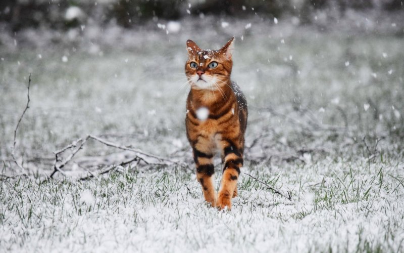 Кошка и первый снег