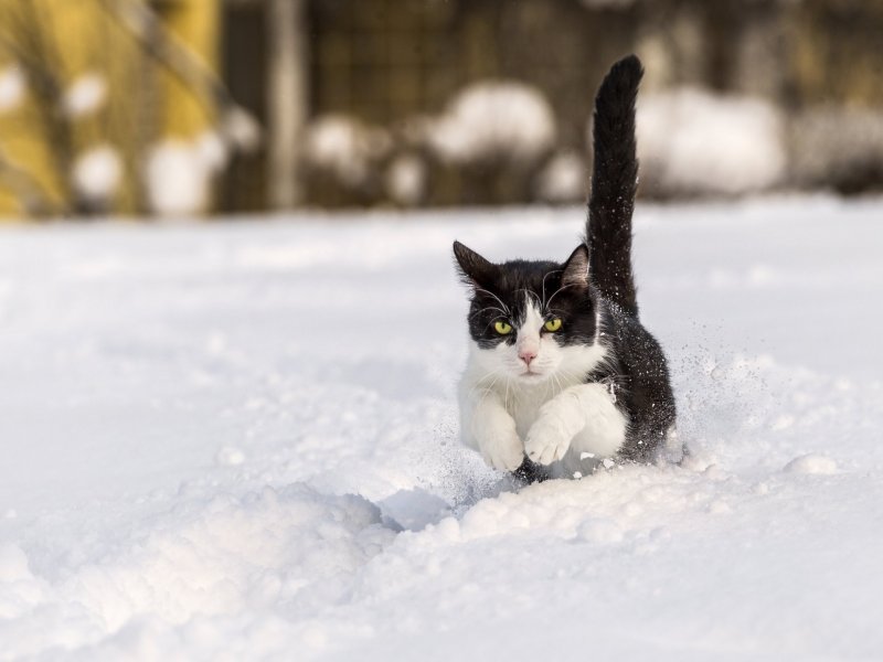 Зима снег кот