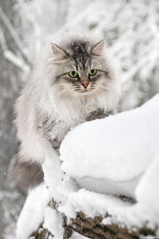 Порода кошек Аляскинский снежный кот