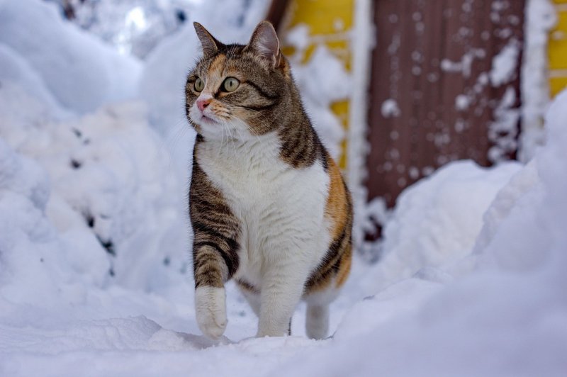 Кот удивляется снегу