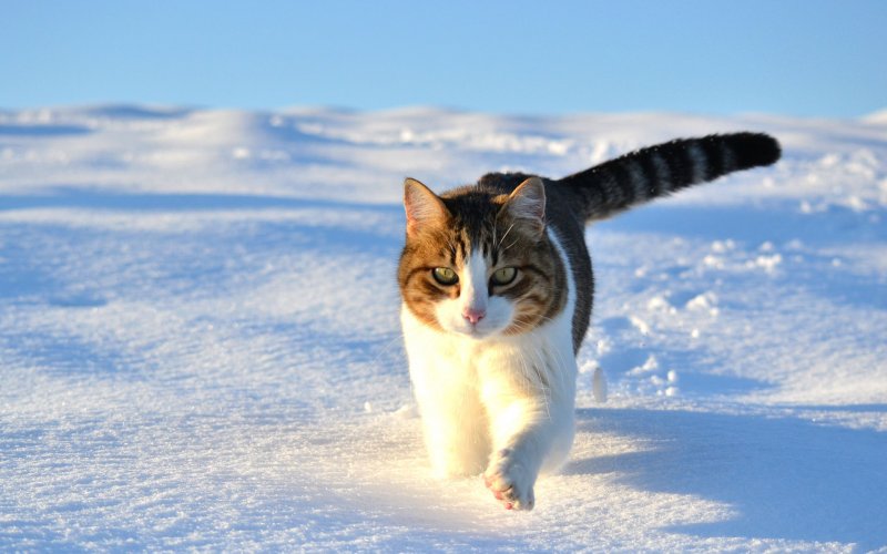 Кошка в снегу