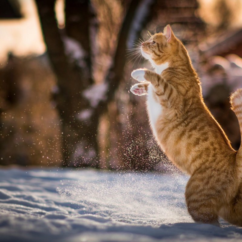 Животные радуются снегу
