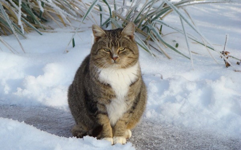Красивые коты зимой