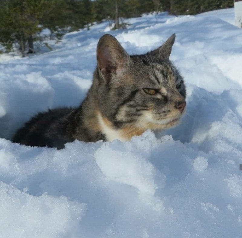Злой кот в снегу