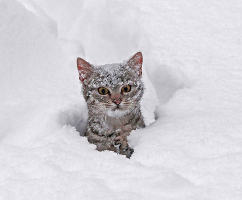 Смешной кот в снегу