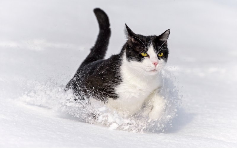 Кошки в снегу фото