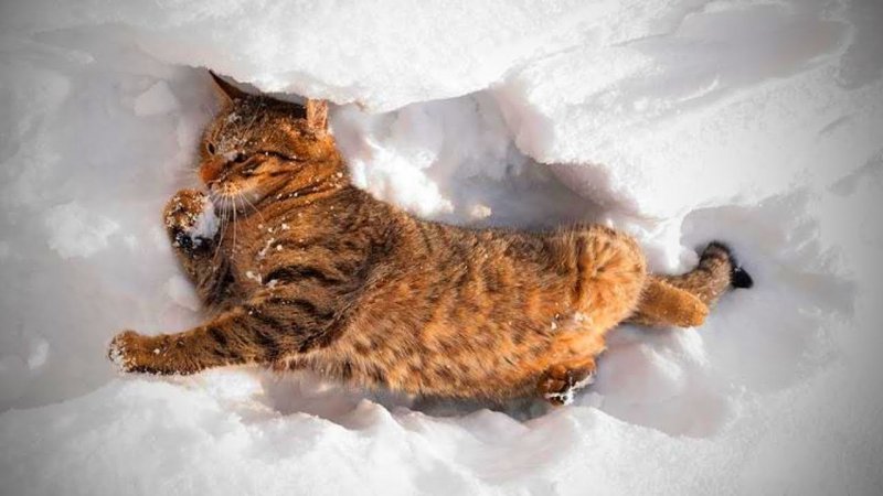 Кот валяется в снегу