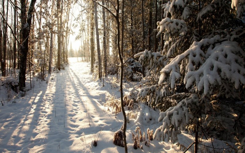 Фирсановка лес зима