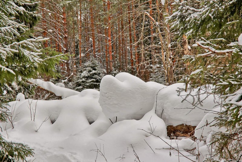 Сугробы снега в лесу