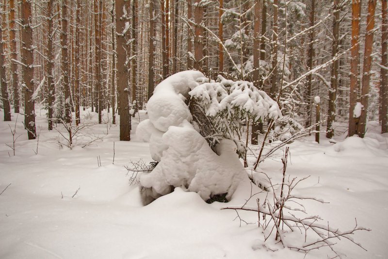 Заносы снежные лес