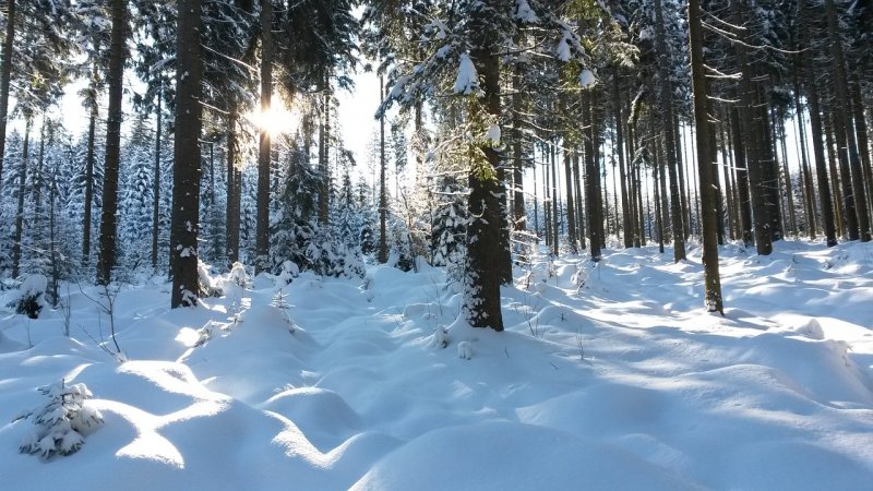 Следы на снегу в лесу