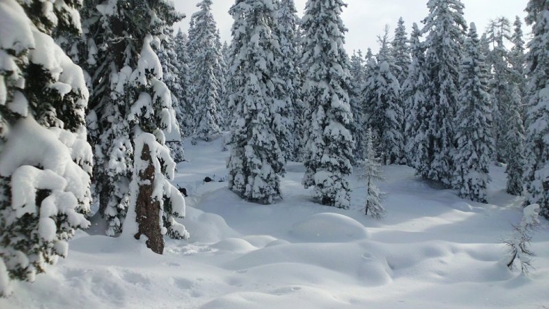 Снежные фигуры в лесу