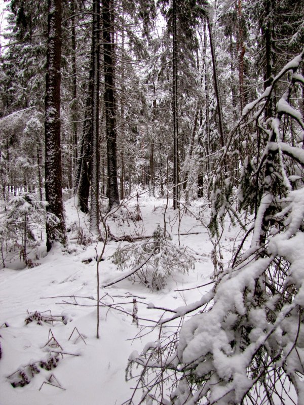 Деревья под тяжестью снега