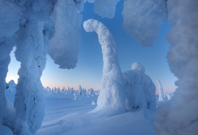 Замёрзшие деревья Лапландии