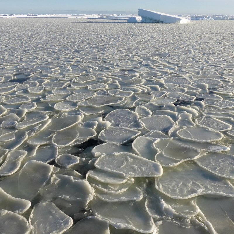 Блинчатый лед Зеленоградск