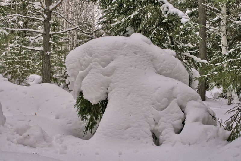 Снежные скульптуры в лесу