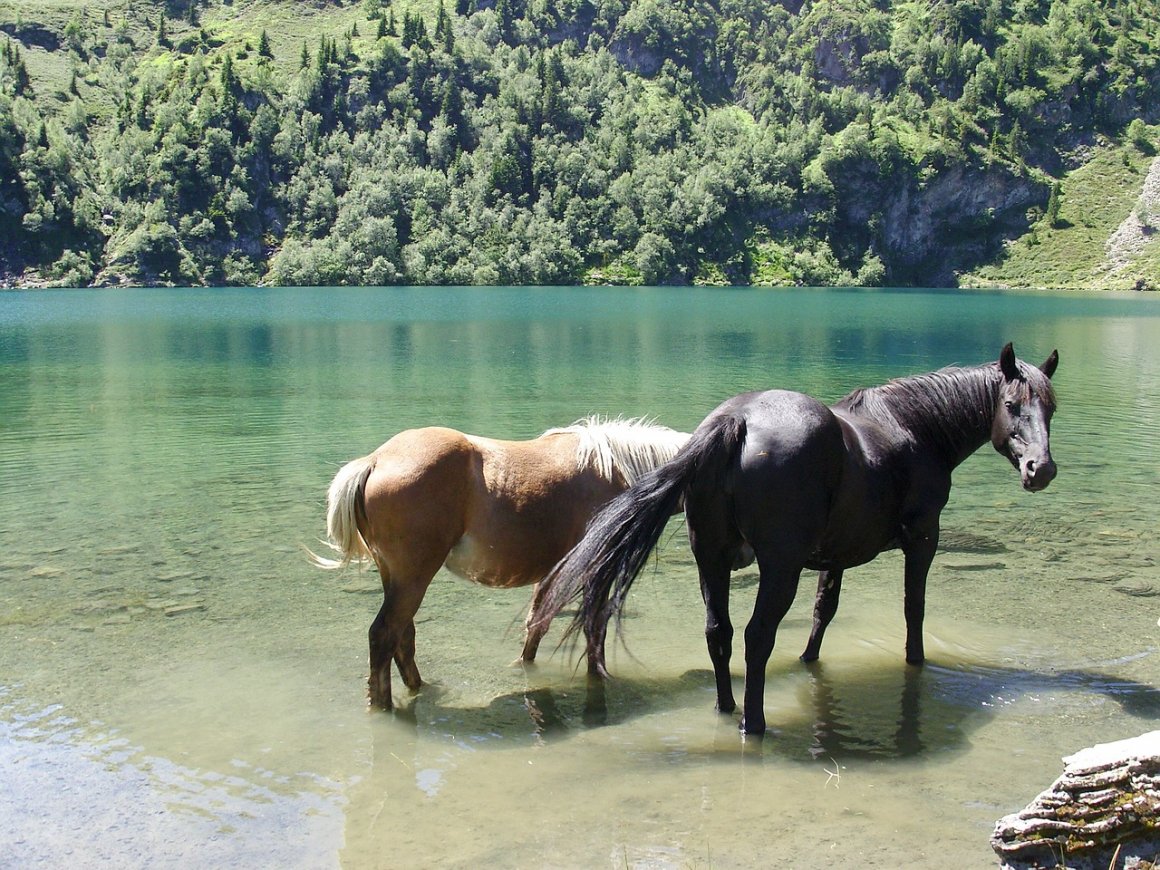 Лошади у реки в горах