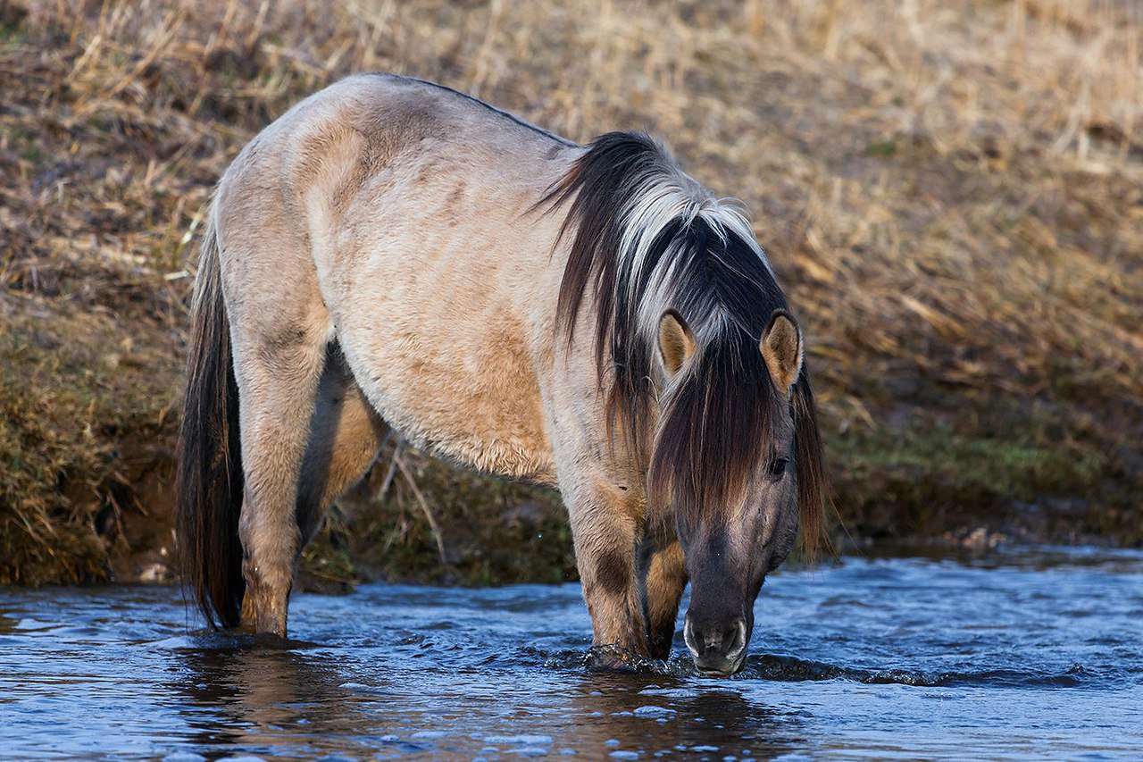 Водяная лошадь