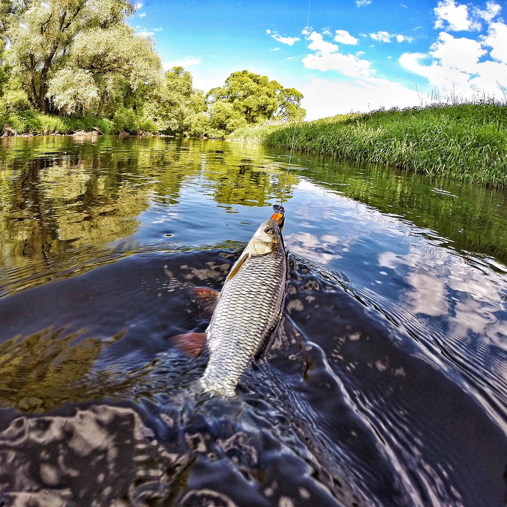 рыба на реке ока