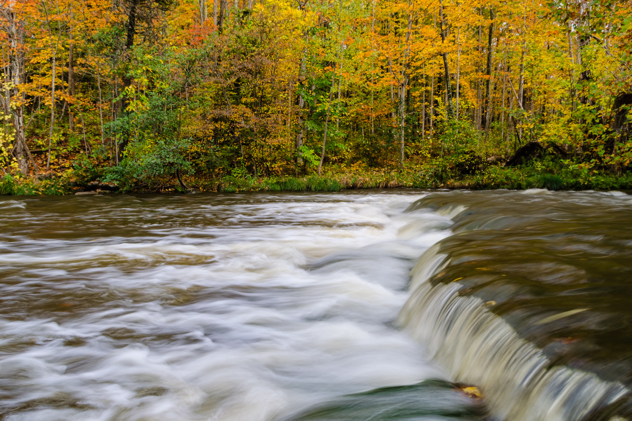 Осень речка лес Анюй поток