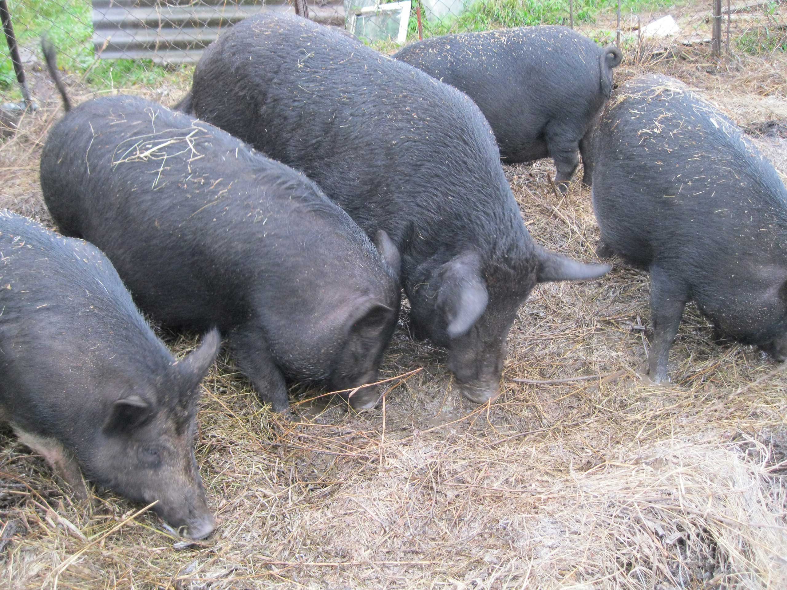 Кармалы порода свиней характеристика и выращивание фото