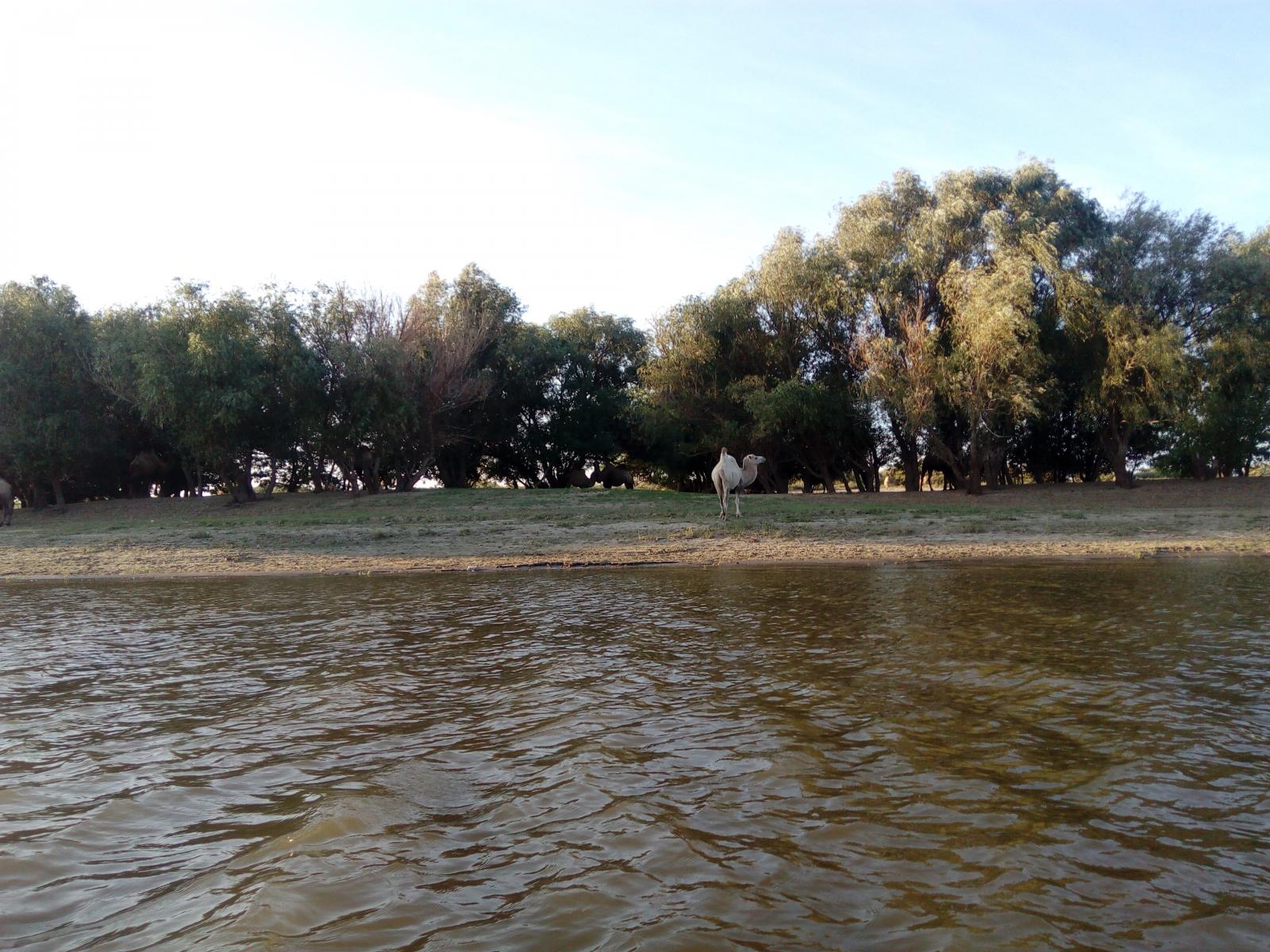 Река кигач астраханская область. Астрахань река Бузан. Река Кигач. Река Бузан Астраханской области. Астрахань река Кигач.