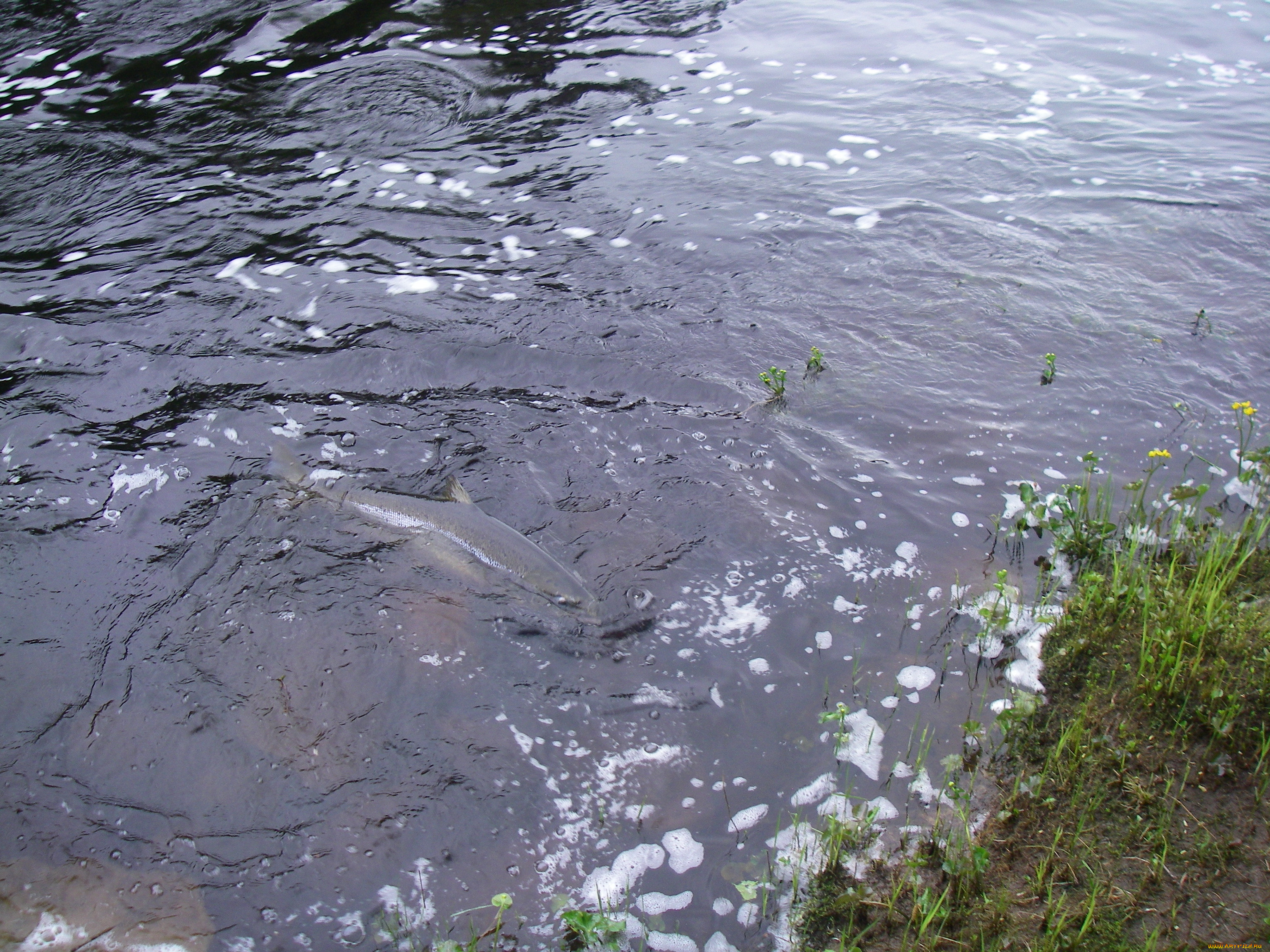 Река Олонка рыбалка