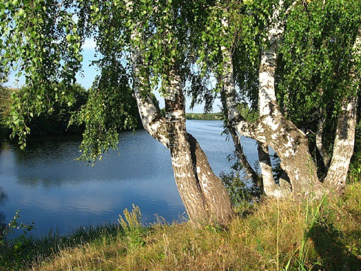 Березки орел. Береза повислая над рекой. Русь река береза. Берёза повислая у реки. Волга река Березка.