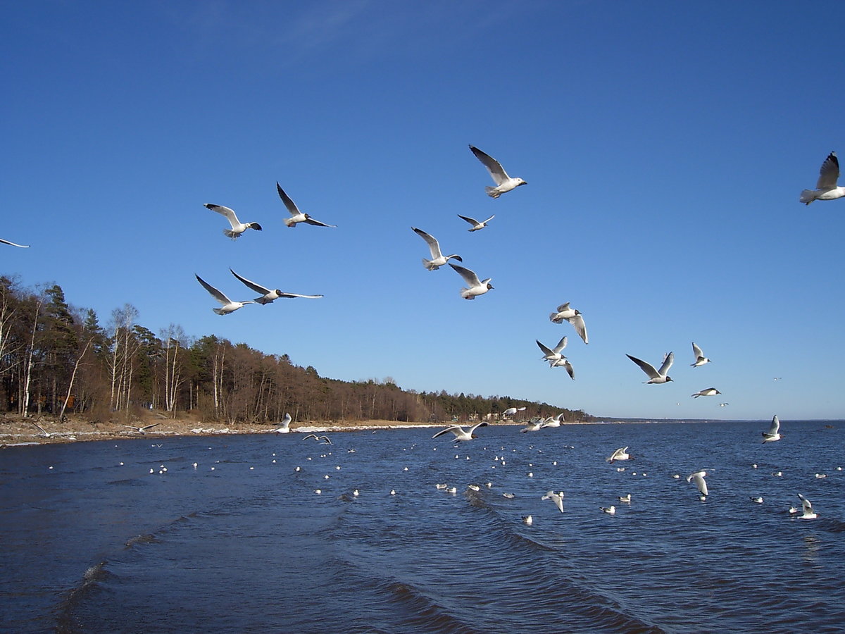 Сайт нижегородской чайки. Чайки на Ладоге. Чайка на реке. Чайки в Астрахани. Речные Чайки в Камышине.