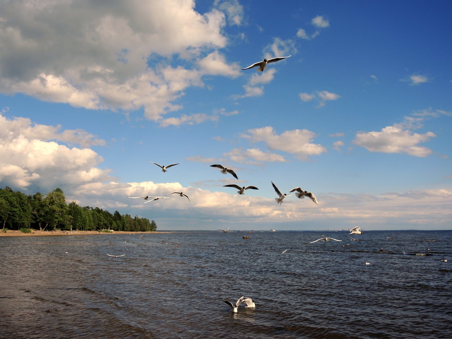 Сайт нижегородской чайки. Чайка финский залив. Озеро Волго Чайка. Чайка на реке Волга. Чайки на Волге.