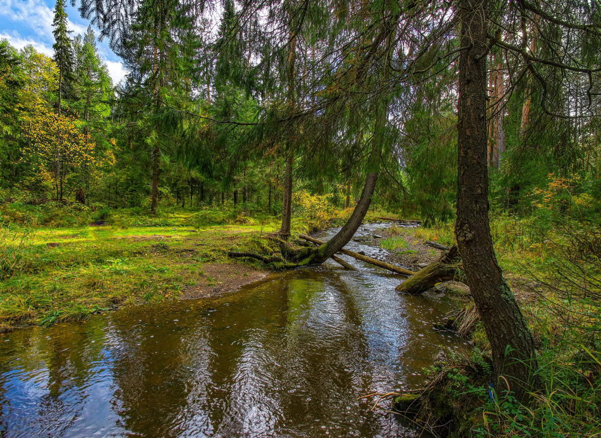 Сосновый лес река Липовка