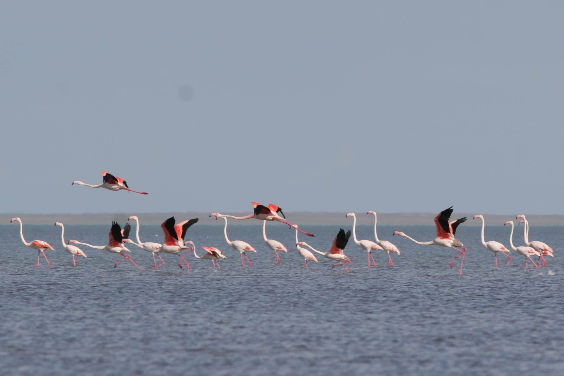 Казахстан озеро с Фламинго