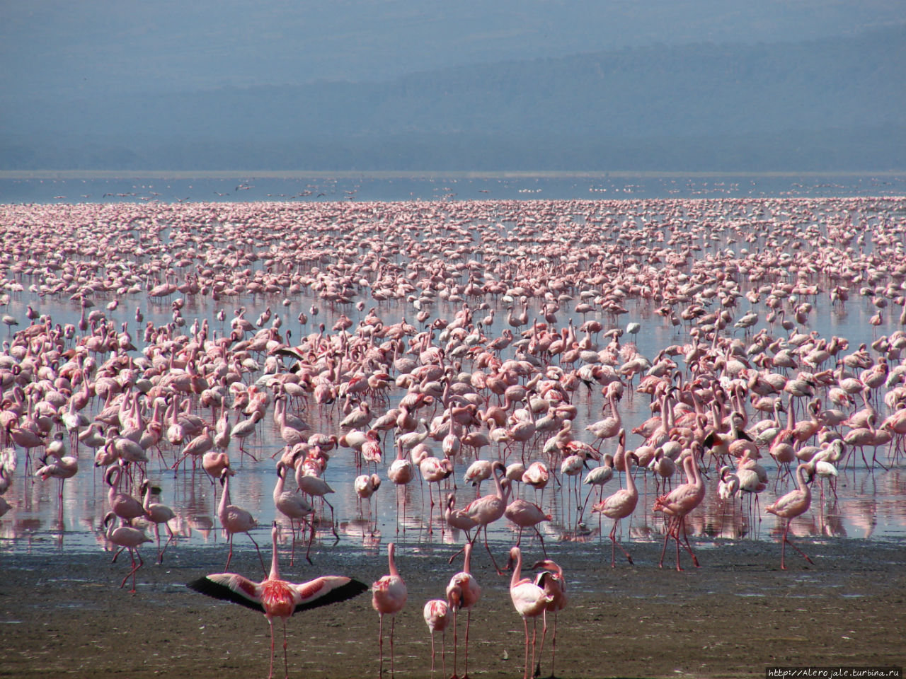 Национальный парк озеро Накуру (Кения)