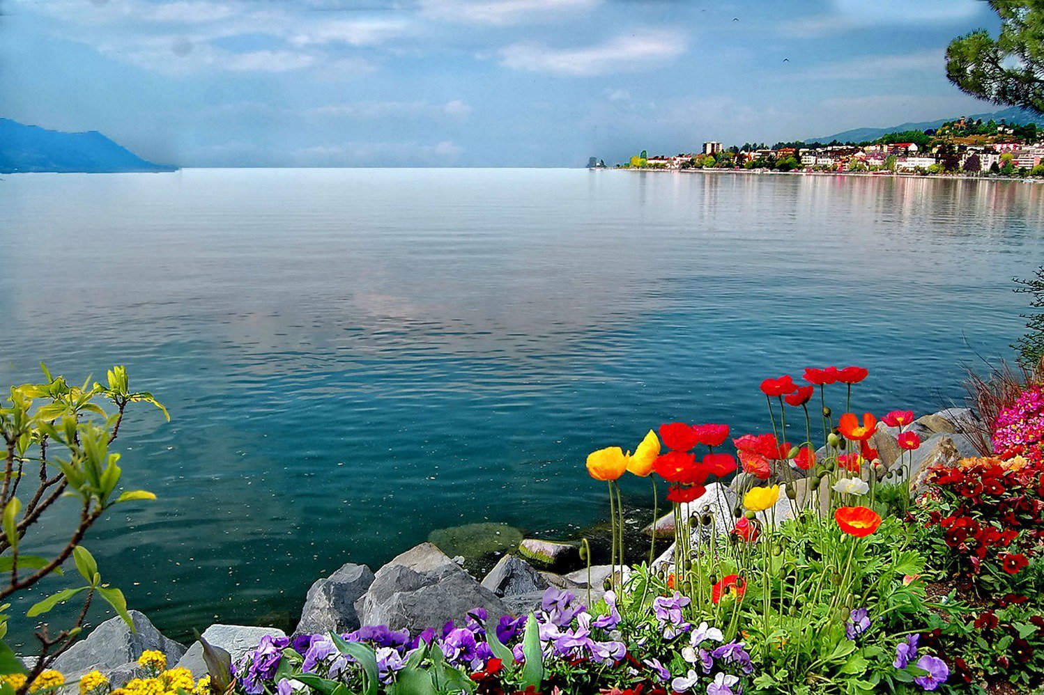Цветы Швейцарии Женевское озеро