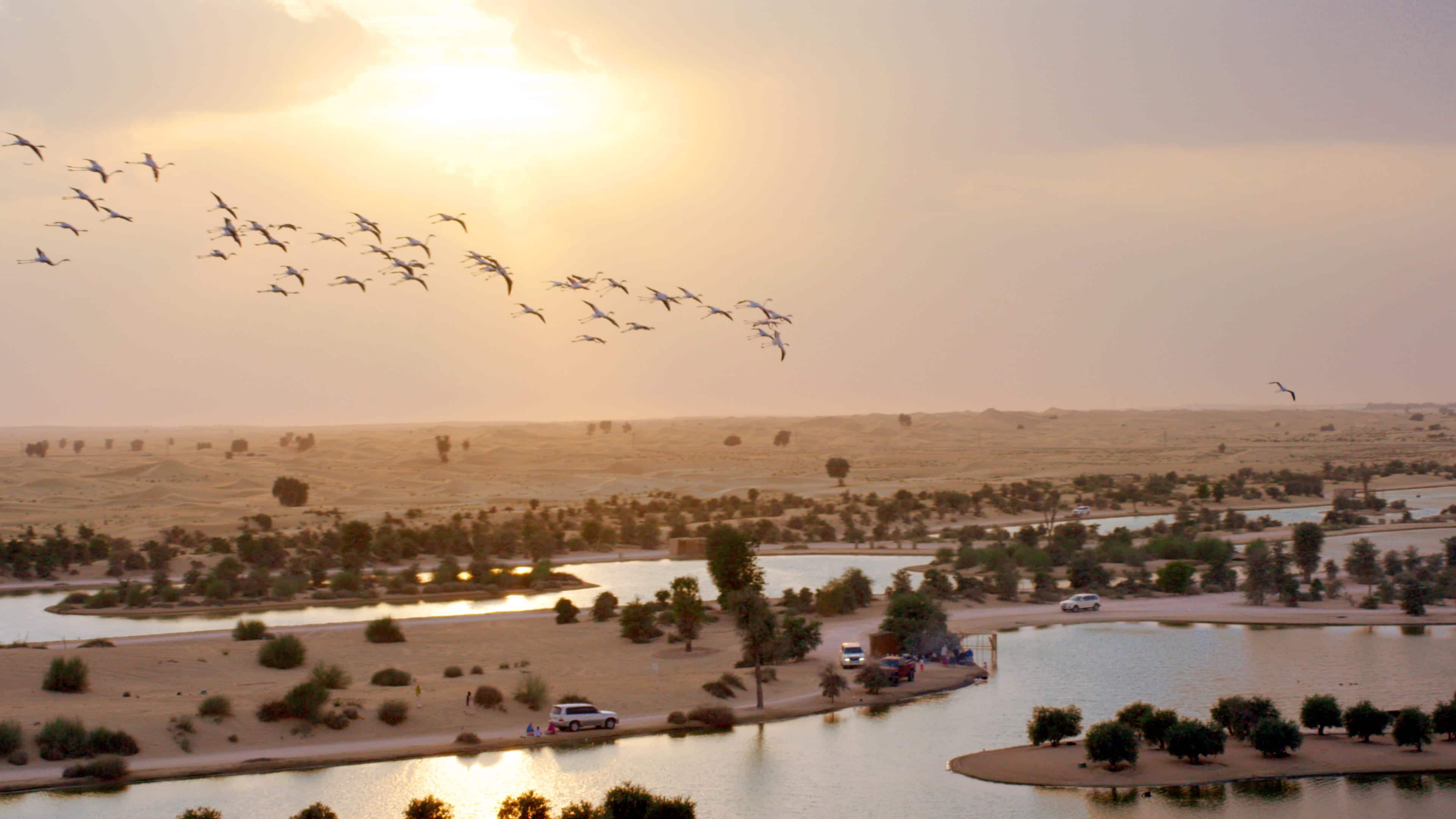 Озера Аль Кудра Дубай