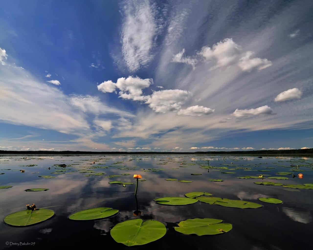 Озеро Селигер кувшинки