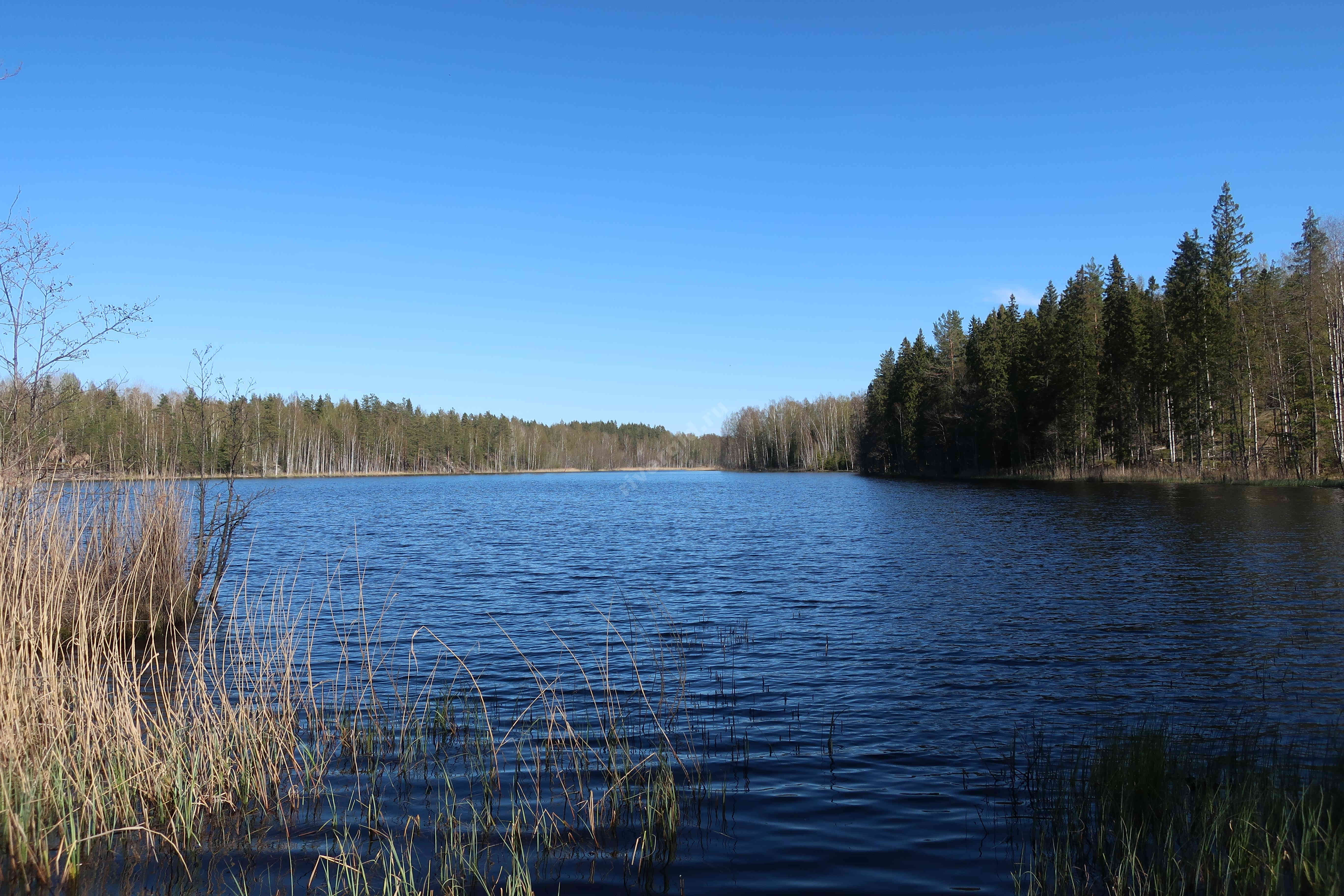 Озеро Рыбежское Ленинградская область