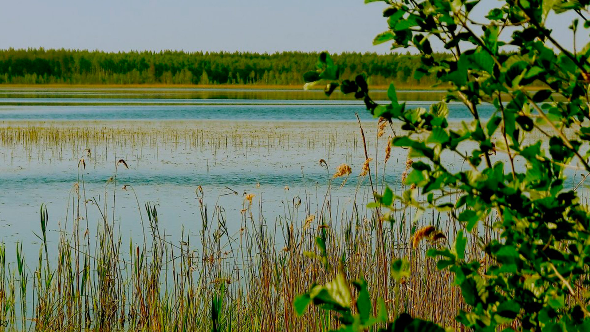 Пырское озеро Нижегородская область