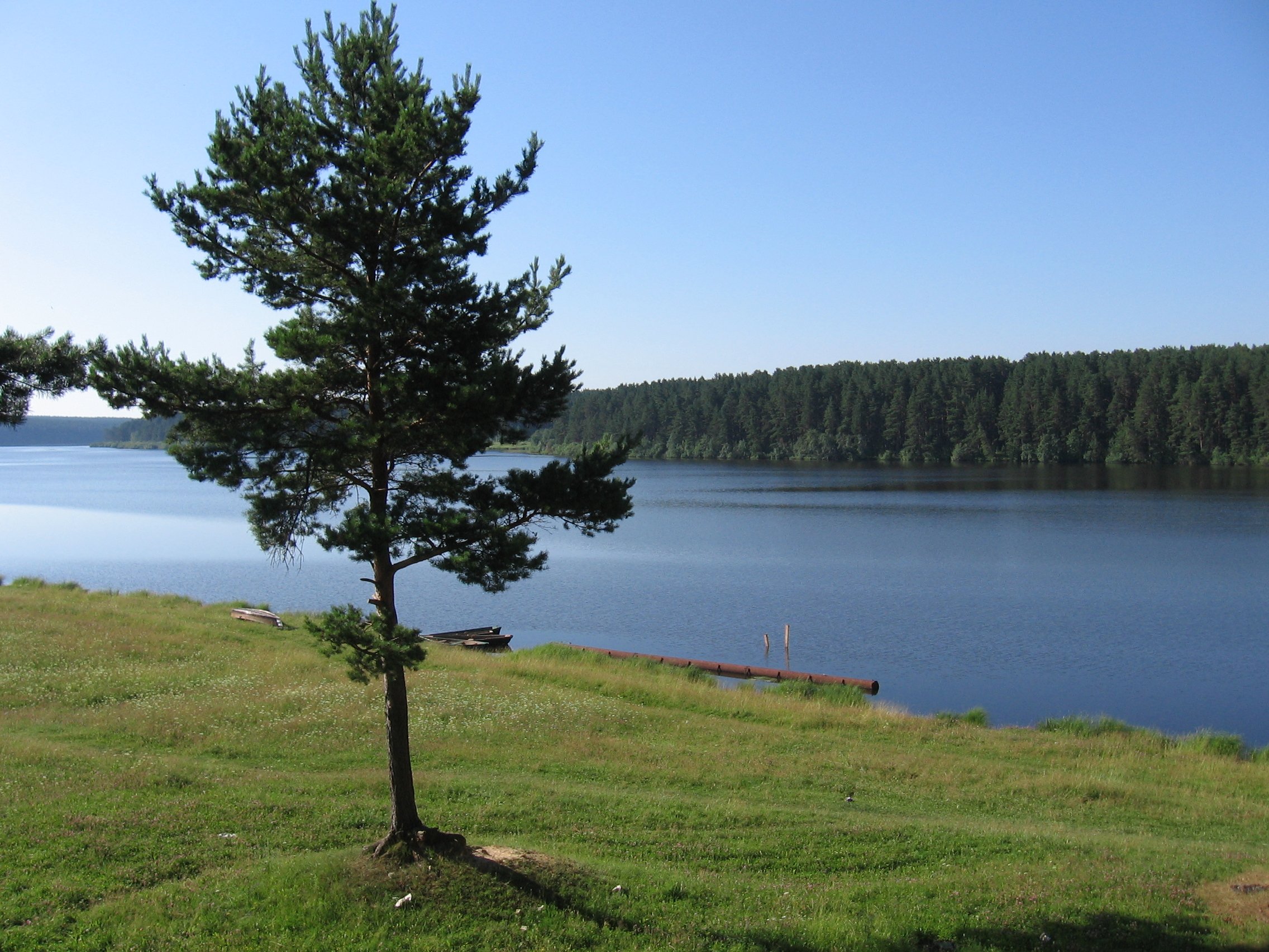 Сосны растут на болоте. Озеро Ижбулат. Ижбулат озеро Дегтярск. Озеро Лексозеро Карелия. Озеро Седаново.