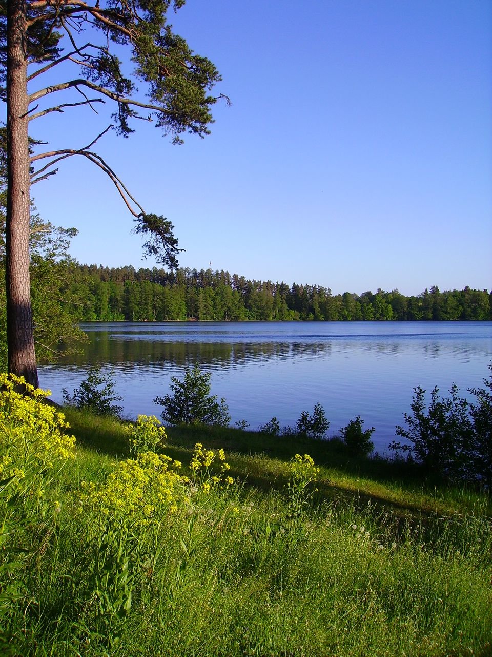 Озеро в сосновом бору