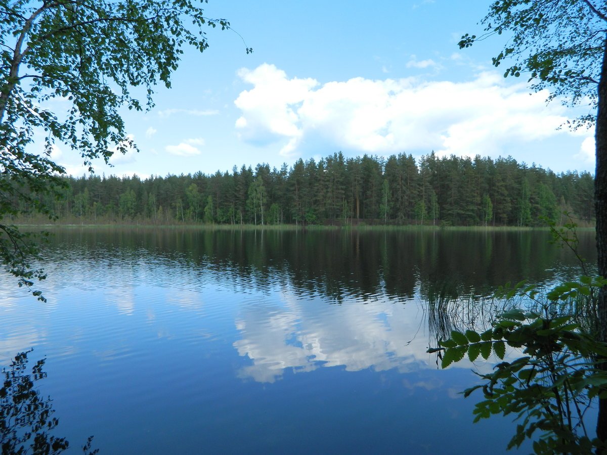 Лесное озеро Приозерский район