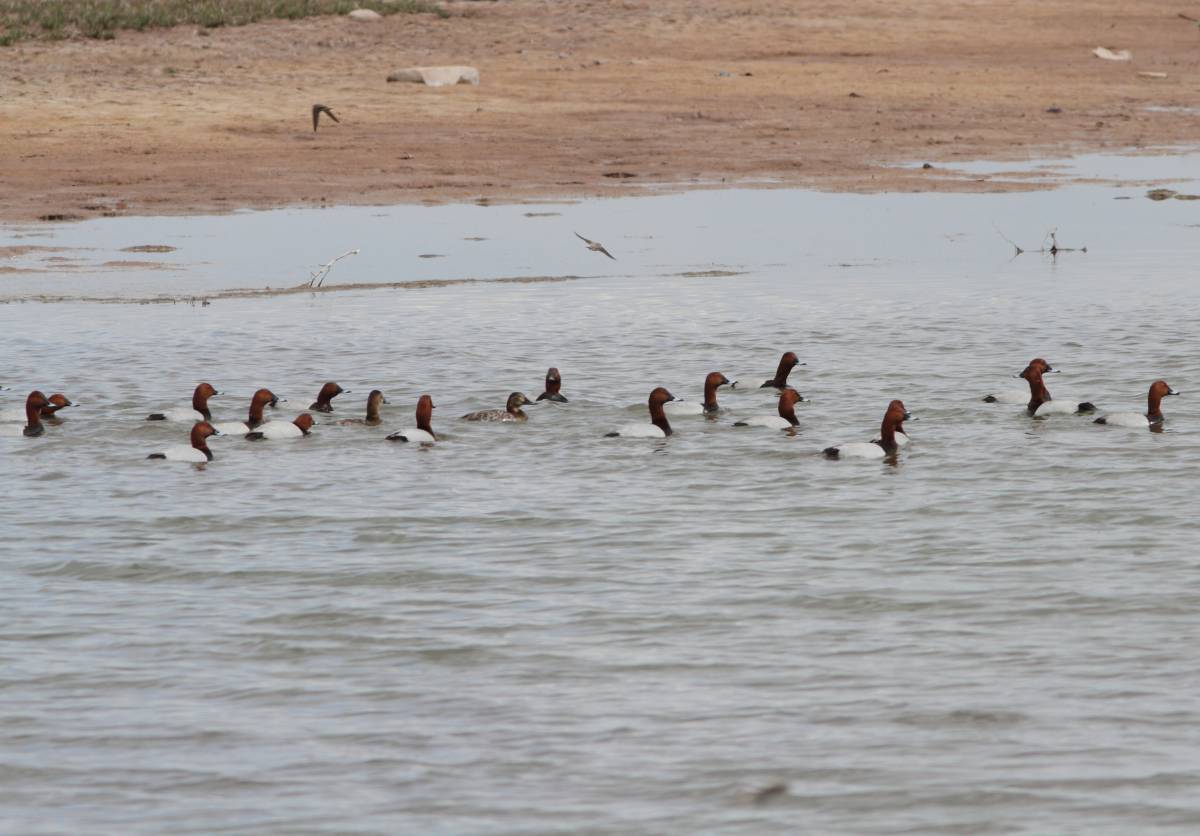 Птицы на Озерах Хакасии