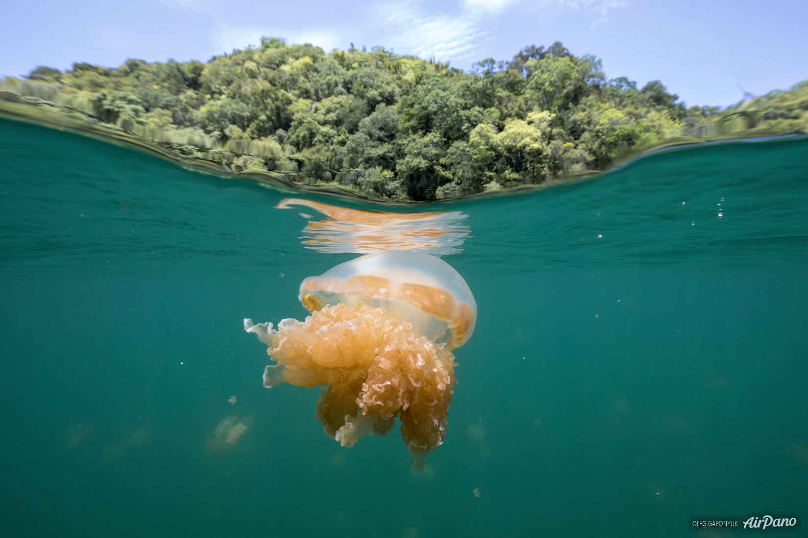 Озеро медуз в тихом океане