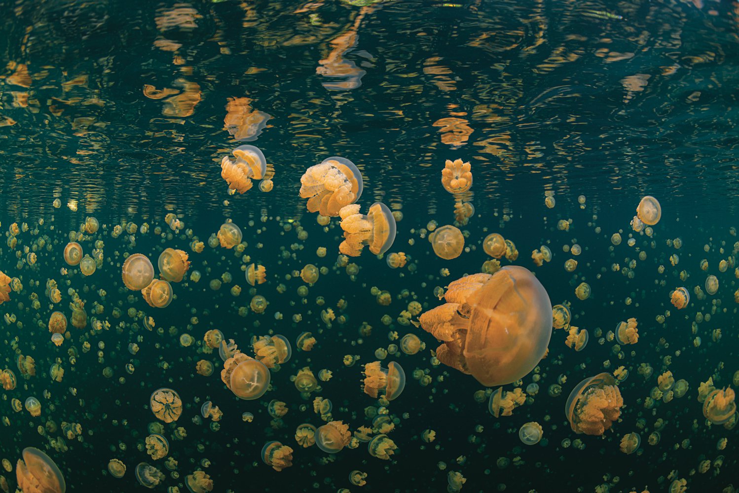Золотые медузы Палау