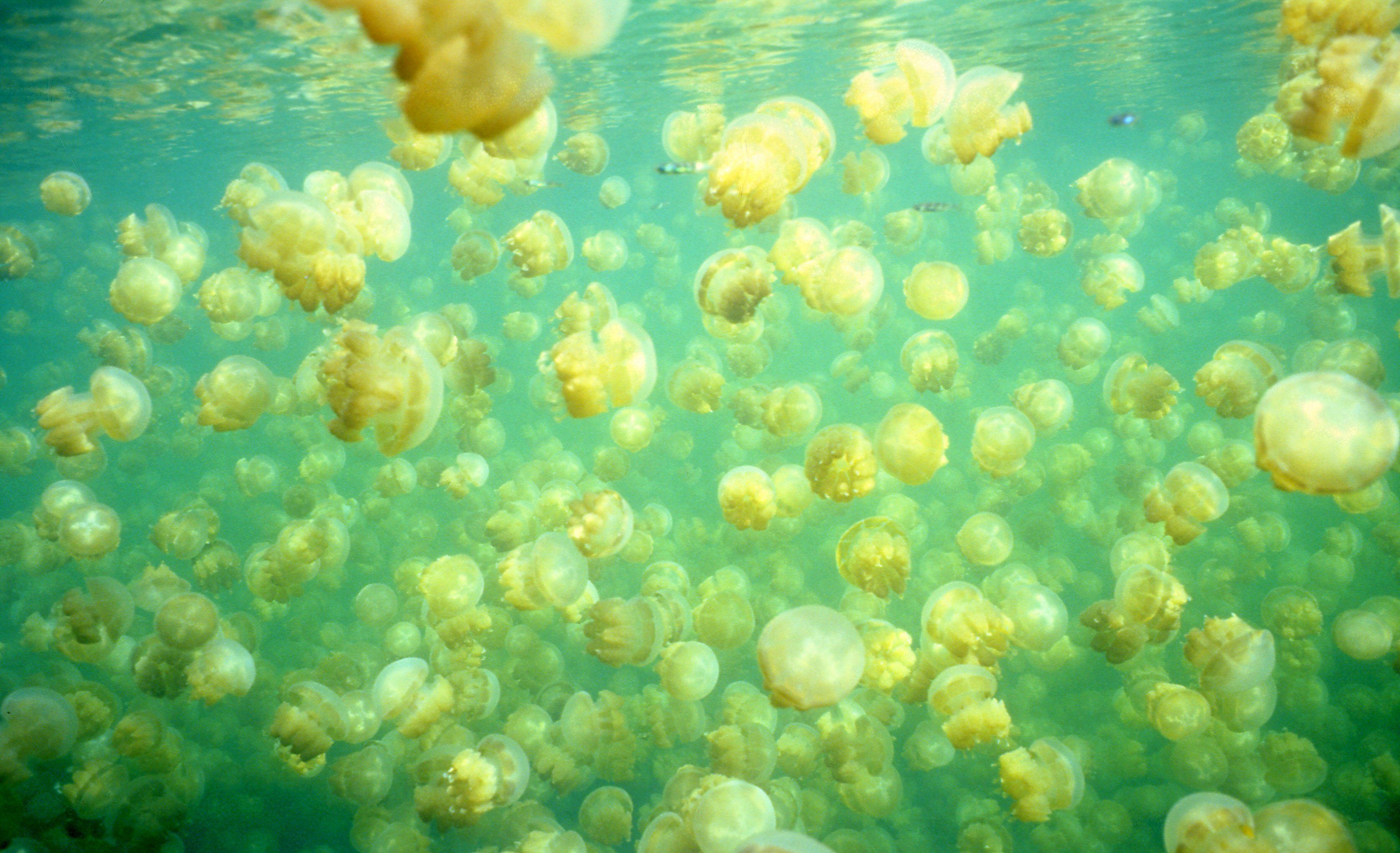 Озеро золотых медуз