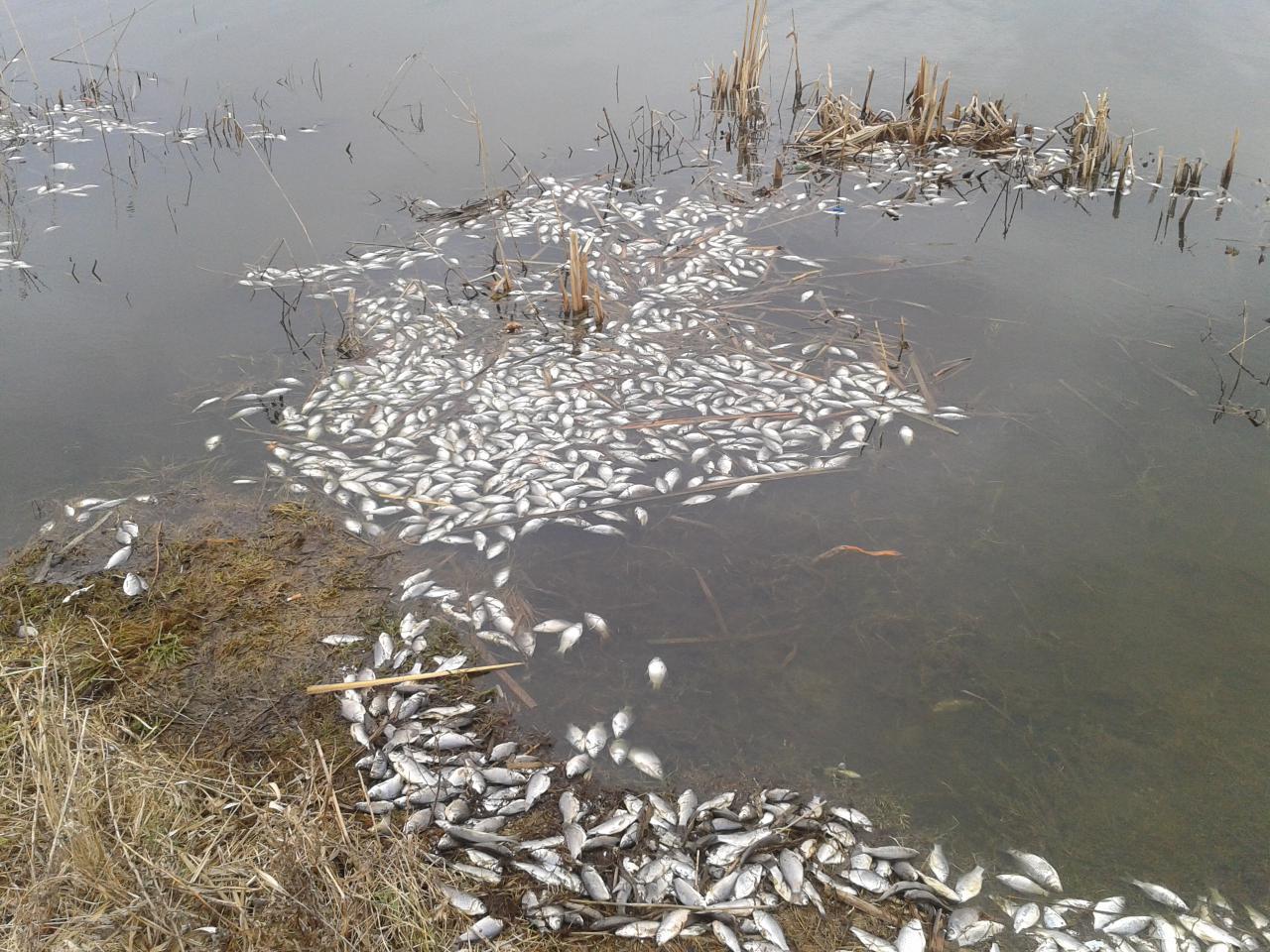 Озеро Аткуль замор рыбы