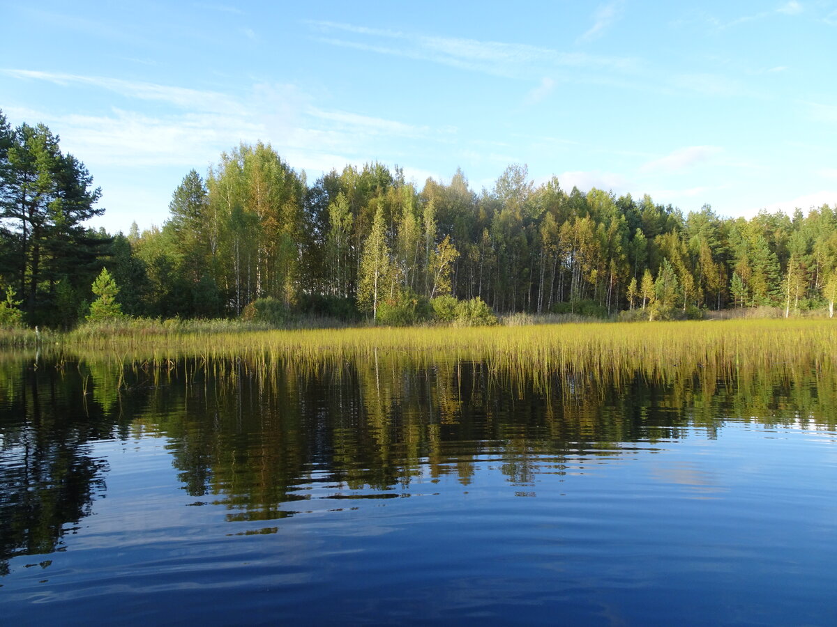 Озерно болотные. Озеро Болотное Приозерский район. Озеро Болотное Рощино. Озерно болотный комплекс Тайлаковский.