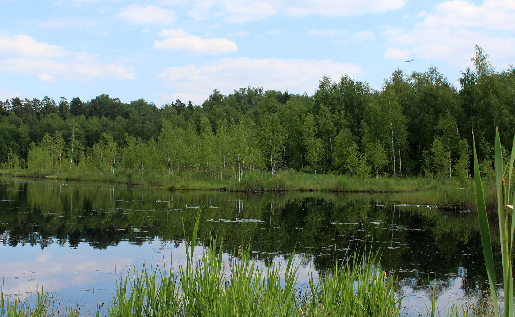 Щепкино болото Зеленоград