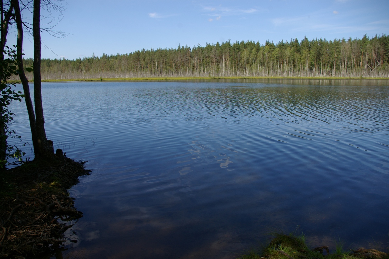 Озеро Шерегодра Новгородская область