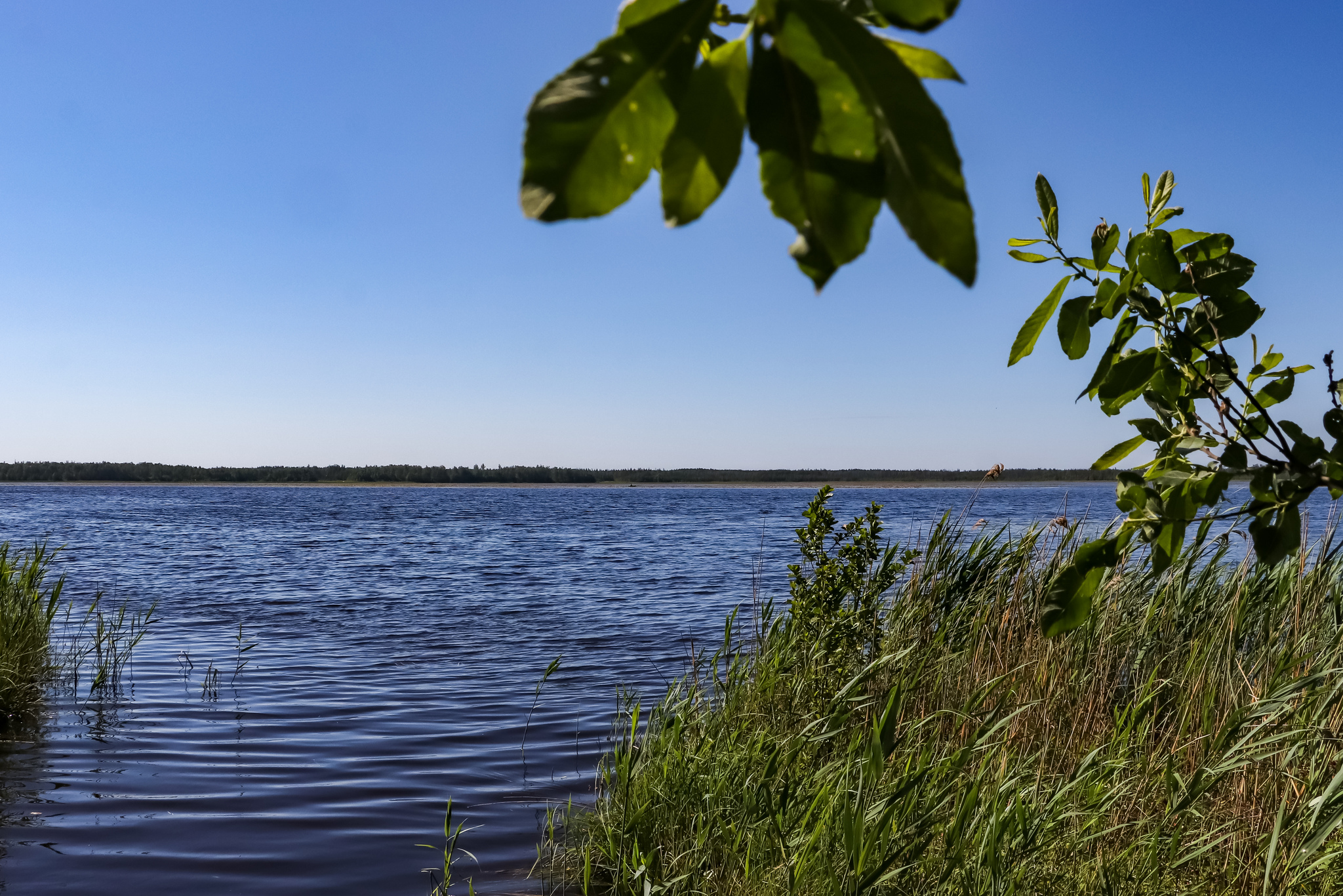 Белое озеро летом. Озеро Возрождения. Озеро на связистов Новосибирск.
